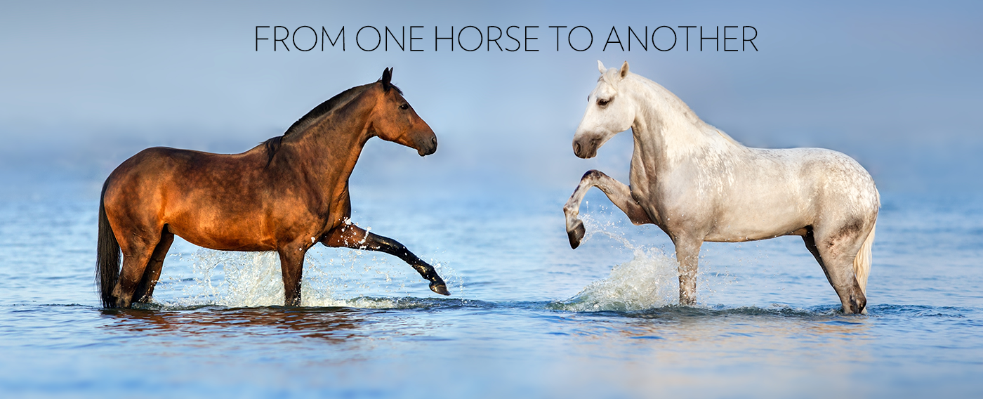 EQUUS Foundation Equine Ambassadors